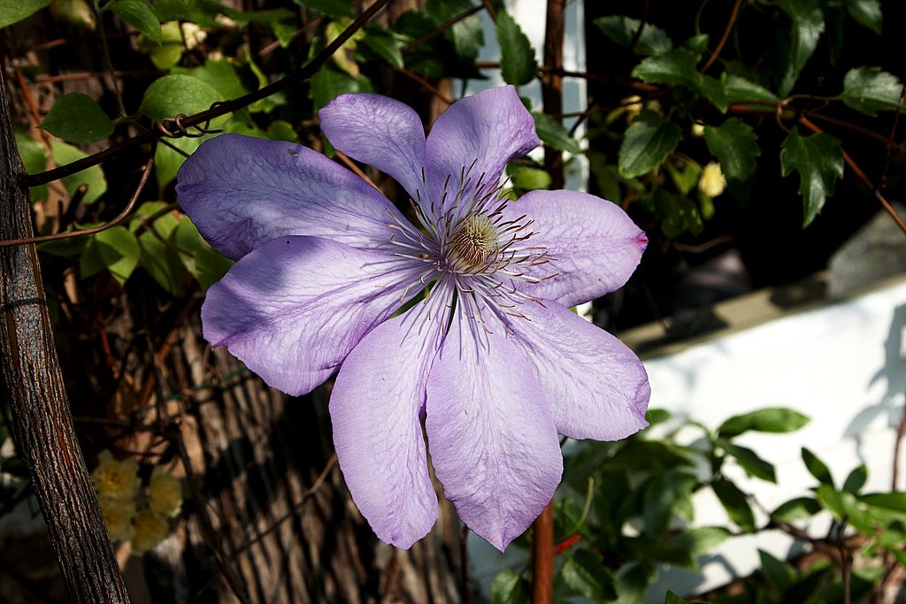 Clematis