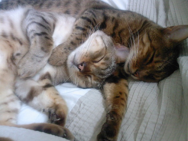 jasper and oscar.jpg