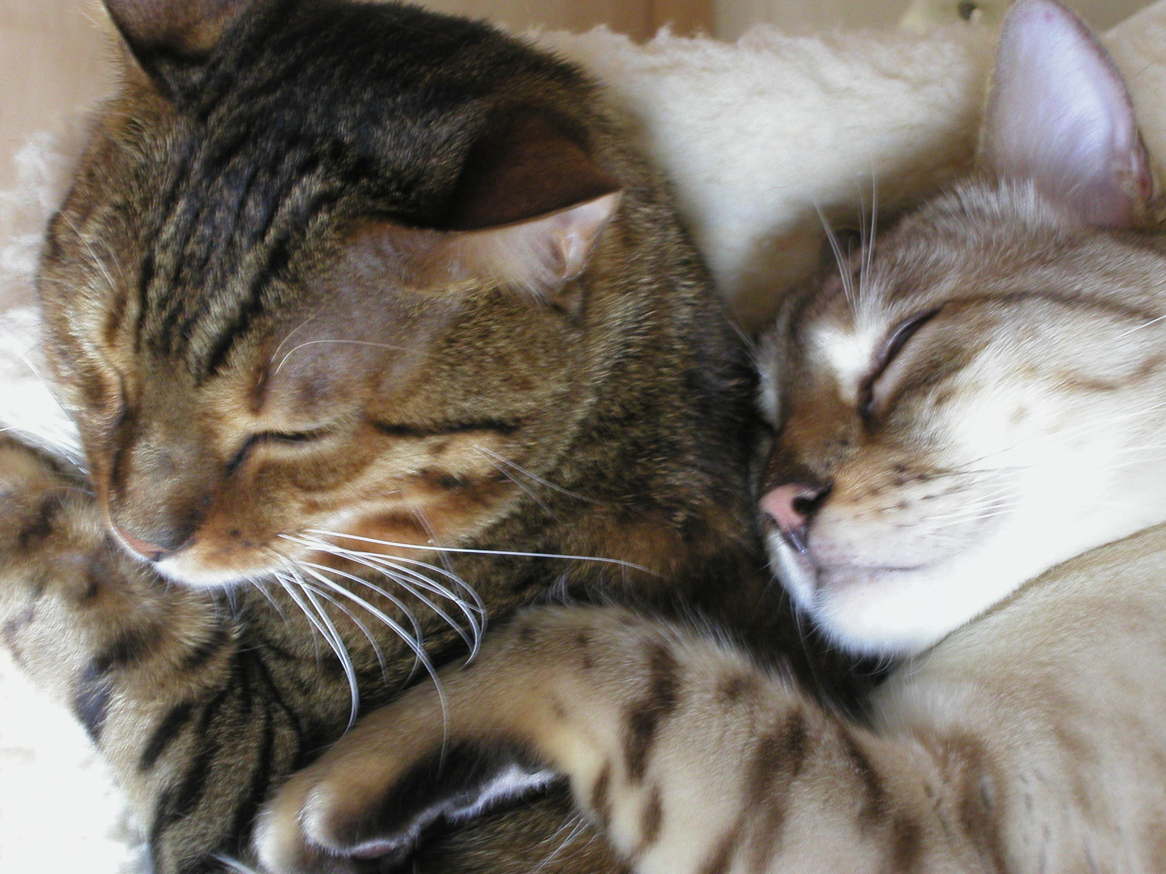 Jasper and Oscar