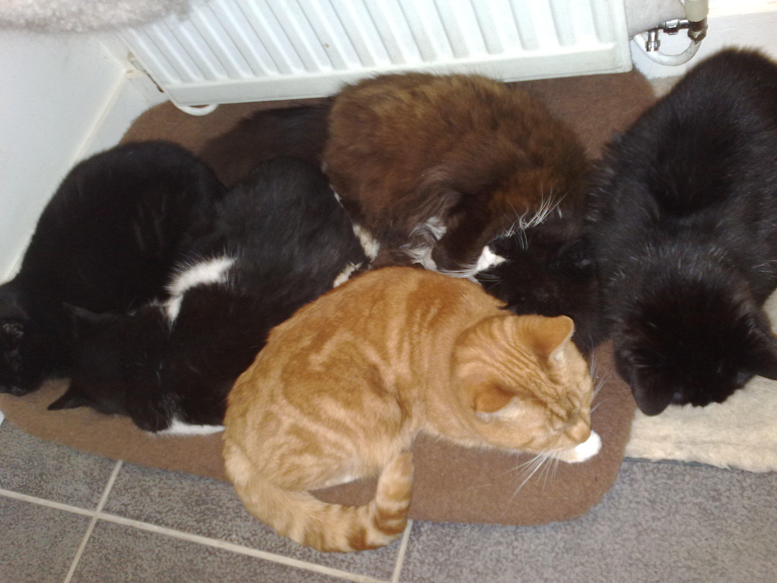 snuggled up.Tom Ziggy Marley Cleo and Sam.