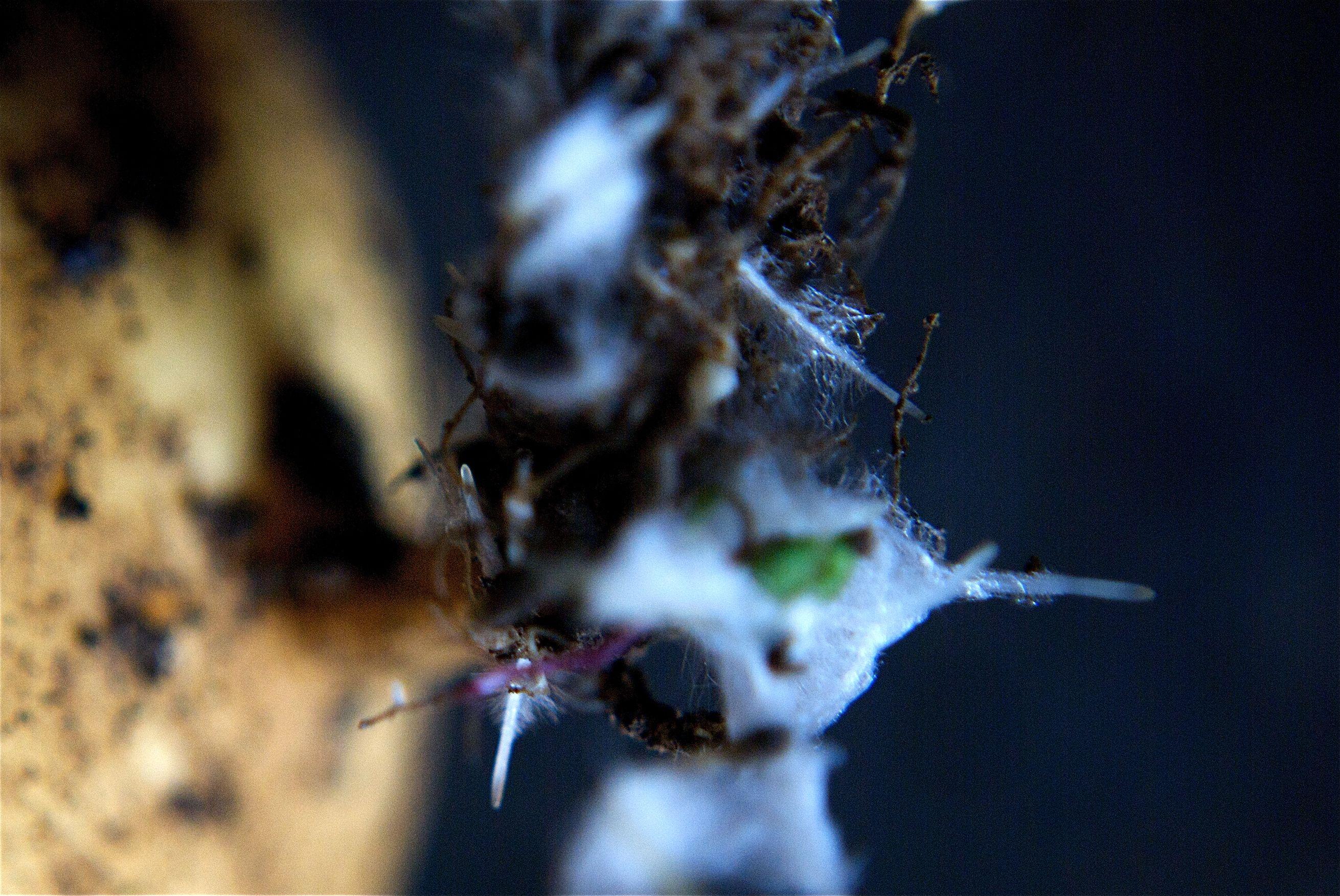 detail bulb