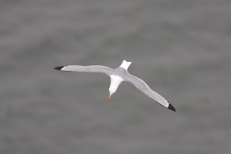 <i>Larus argentatus</i><br/>Herring gull flight