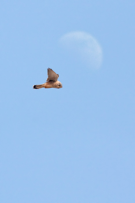 <i>Falco tinnunculus</i><br/>Kestrel