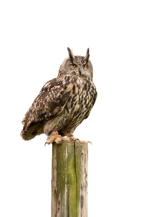 _eared owl