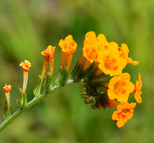 Fiddle Neck - Nikon D3100.jpg