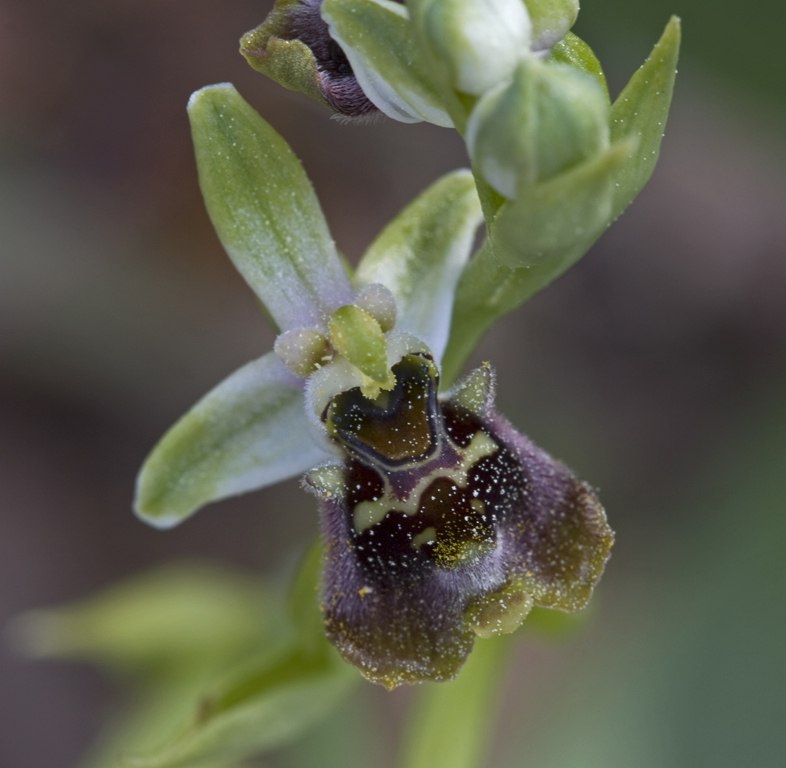 Ophrys bornmuelleri.jpg