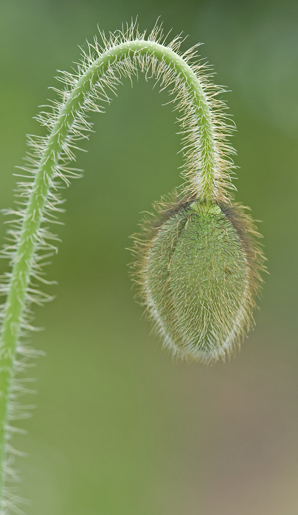 iceland poppy bud.jpg