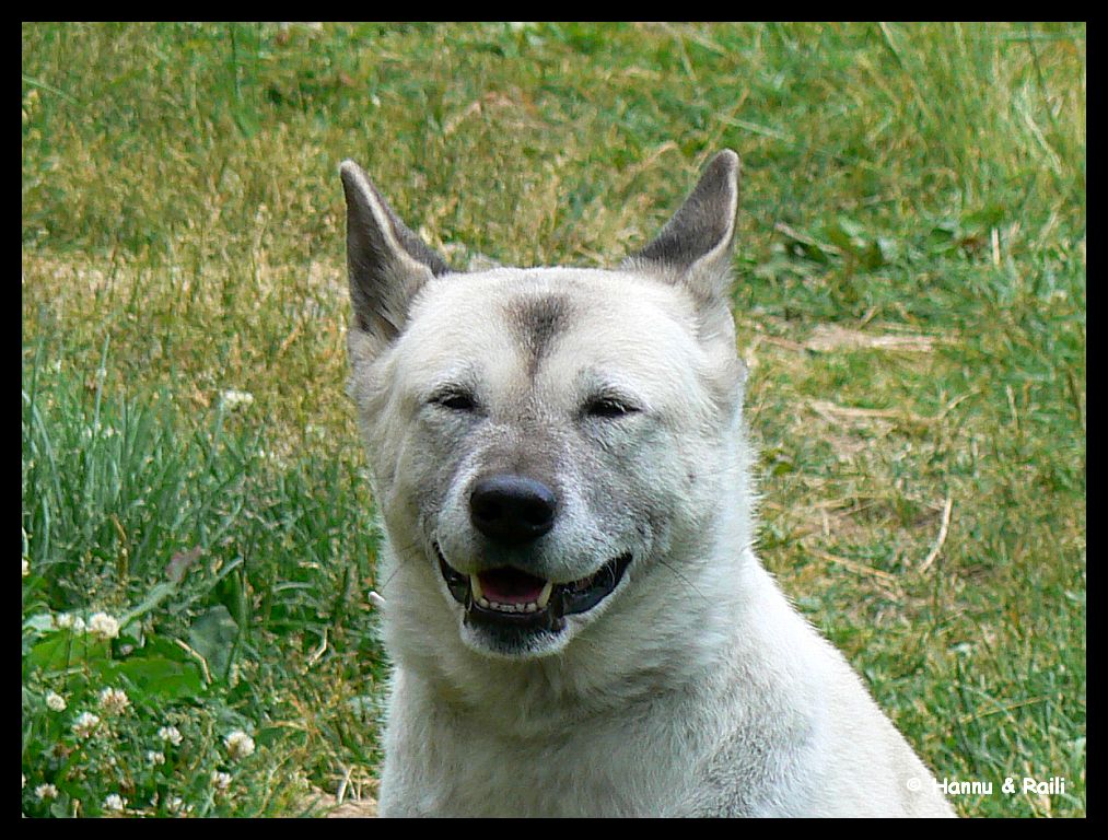 P1270362 Smiling dog.jpg