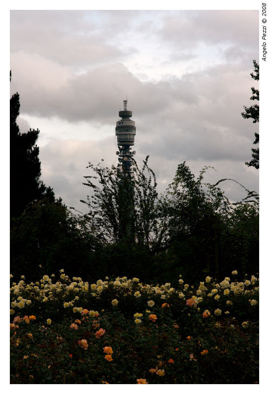 Strange plant in Regents Park