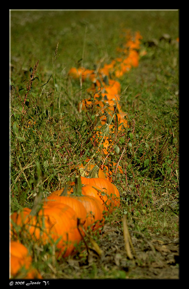 Le temps des courges et de lHalloween  - 11