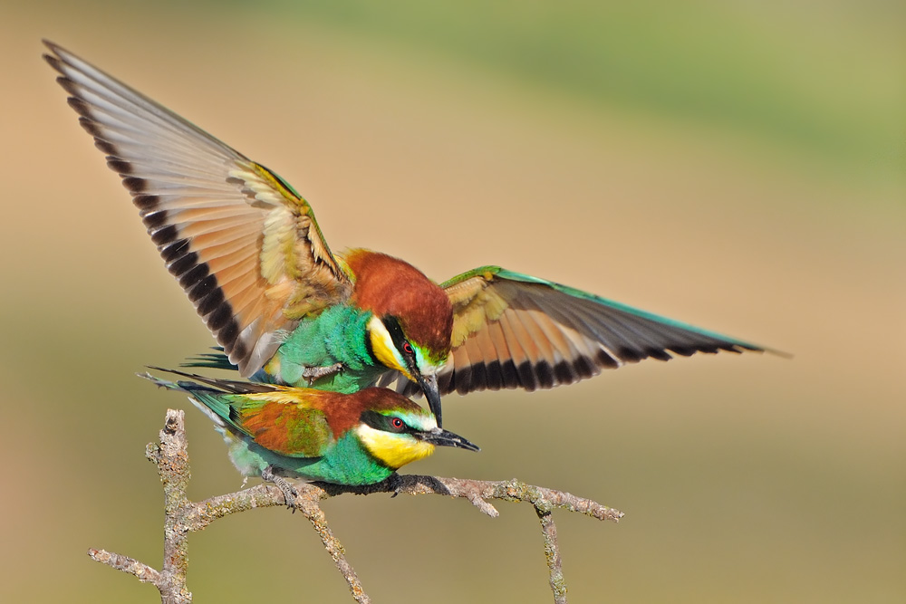 Bee Eaters - שרקרק מצוי