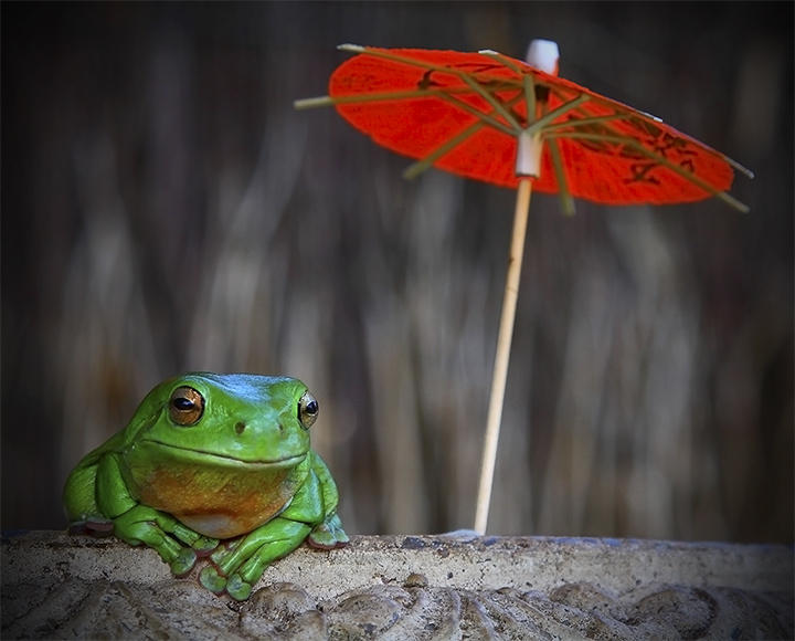 frog shade
