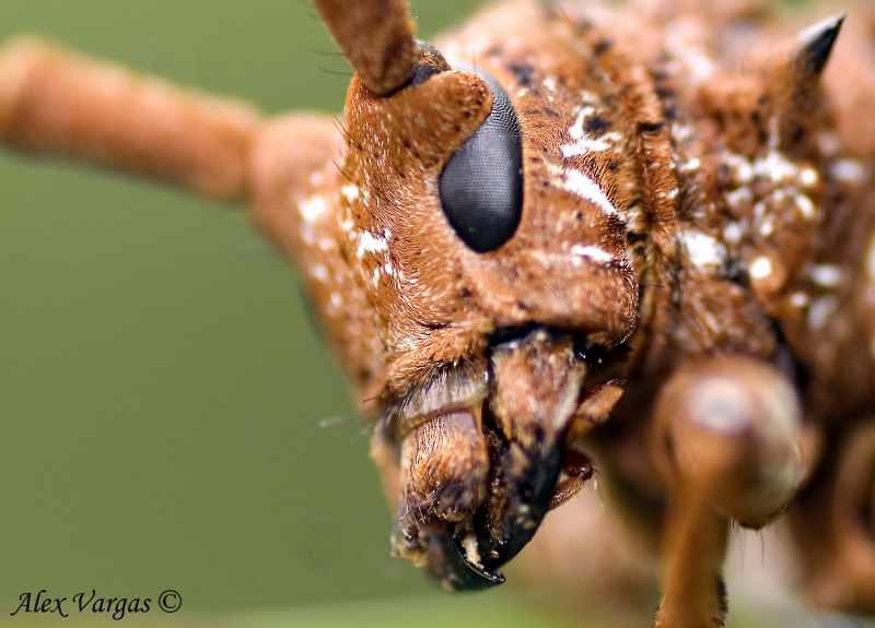 Cerambicidae Beetle 3