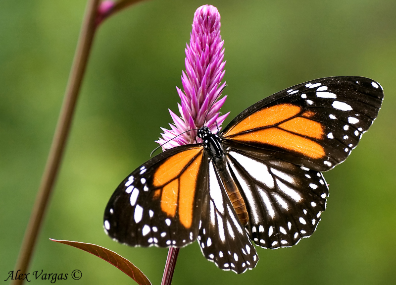 Malaysian Tiger