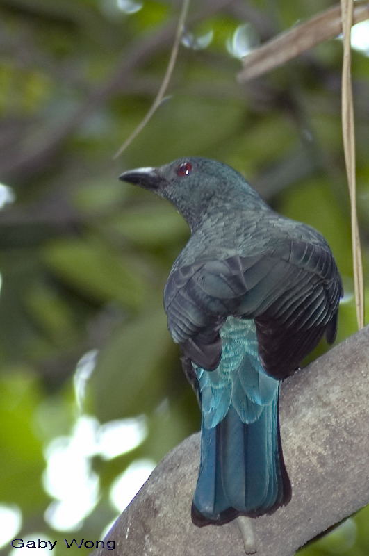Asian Fairy Bluebird - female -- 2008