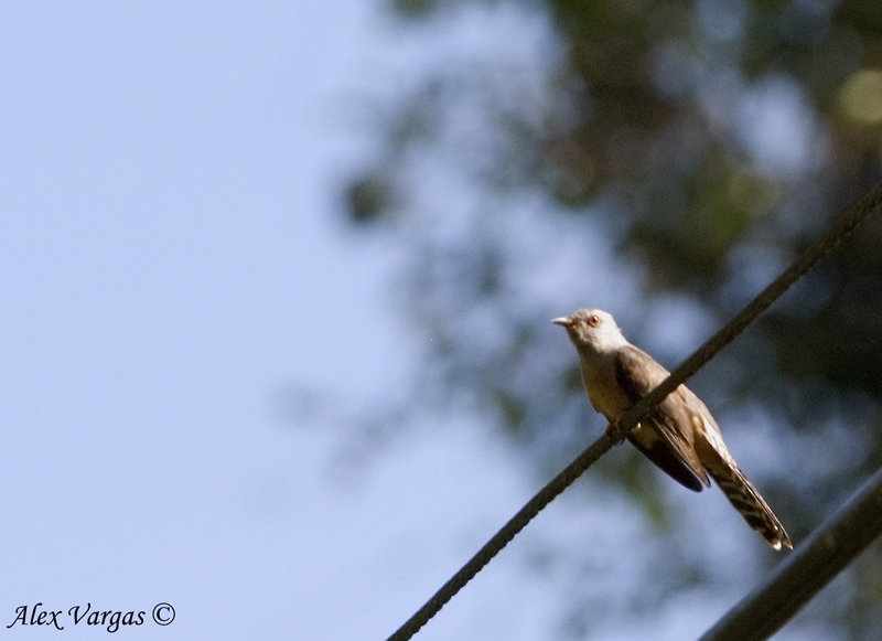 Plaintive Cuckoo - male -- sp 117