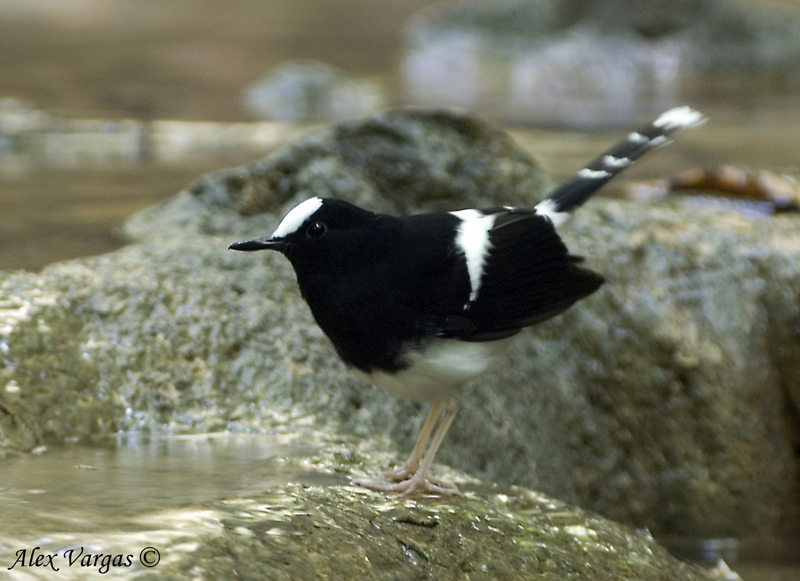 White-fronted Forktail -- sp 229
