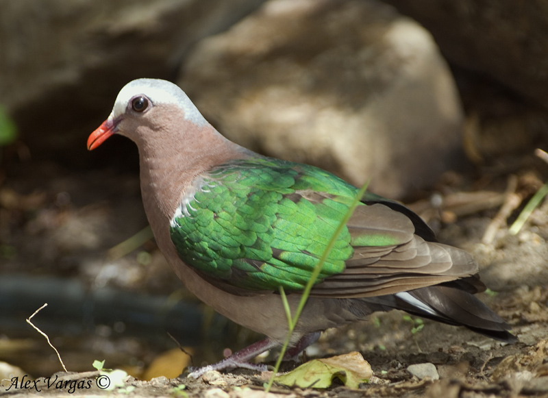 Emerald Dove -- sp 106