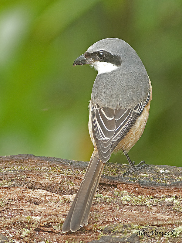 Grey-backed Shrike