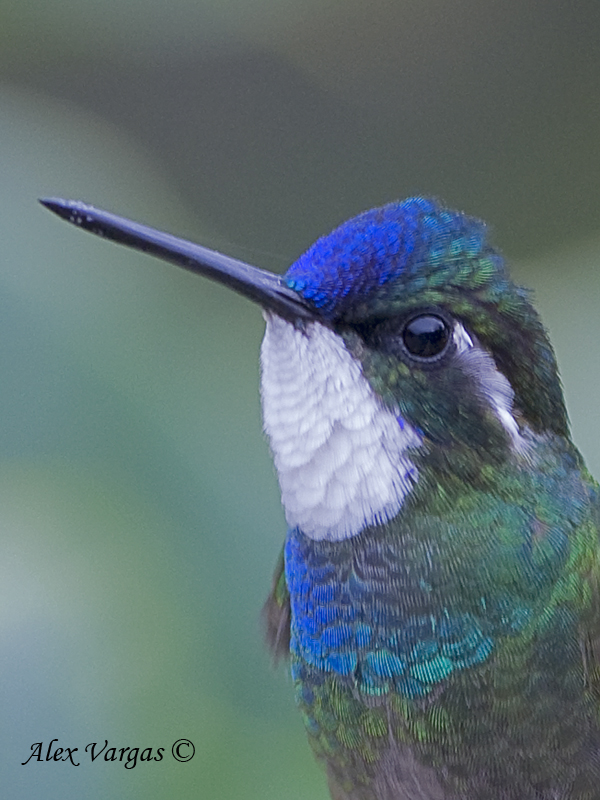 White-throated Mountain-gem 2010 - portrait