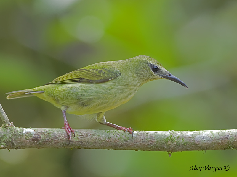 Red-legged Honeycreeper 2010 - female