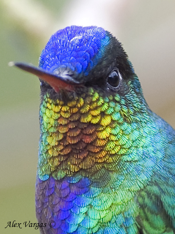 Fiery-throated Hummingbird 2010 - portrait