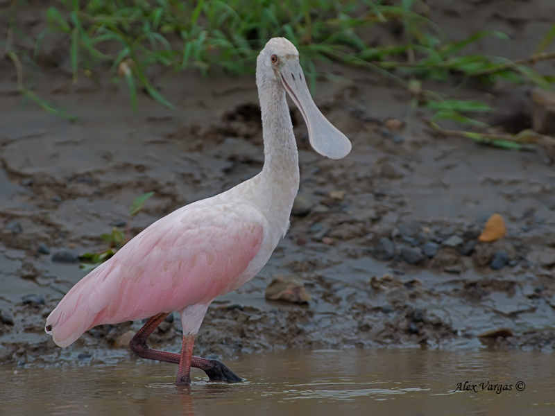 Roseate Spoonbill 2010 - juvenile - walking