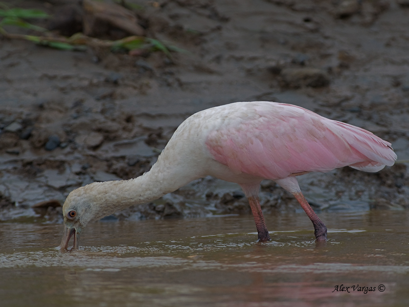 Roseate Spoonbill 2010 - juvenile - hunting