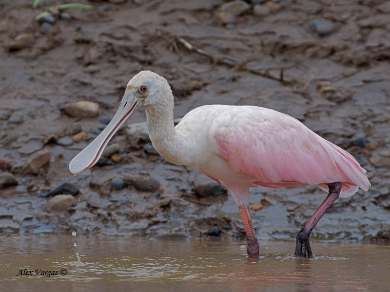 Roseate Spoonbill 2010 - juvenile