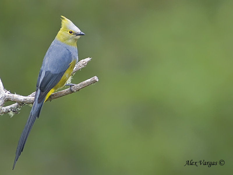 Long-tailed Silky-Flycatcher 2010 - male