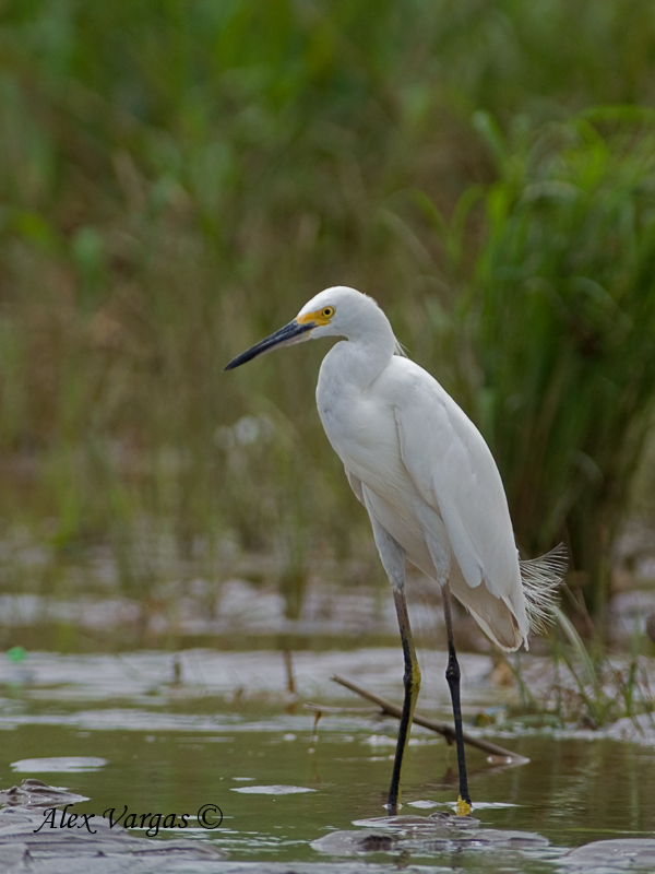 Snowy Egret 2010 - alert