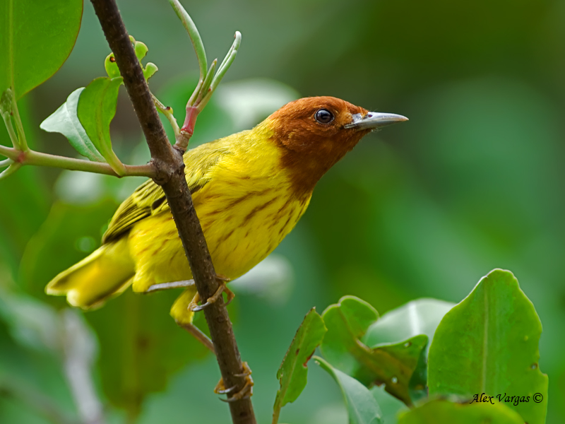 Mangrove Warbler 2010 - male