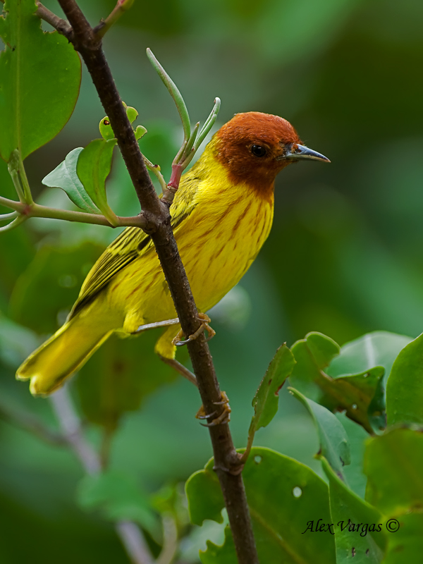 Mangrove Warbler 2010 - male - front view