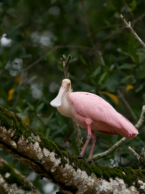Roseate Spoonbill 2010 - adult - beak show