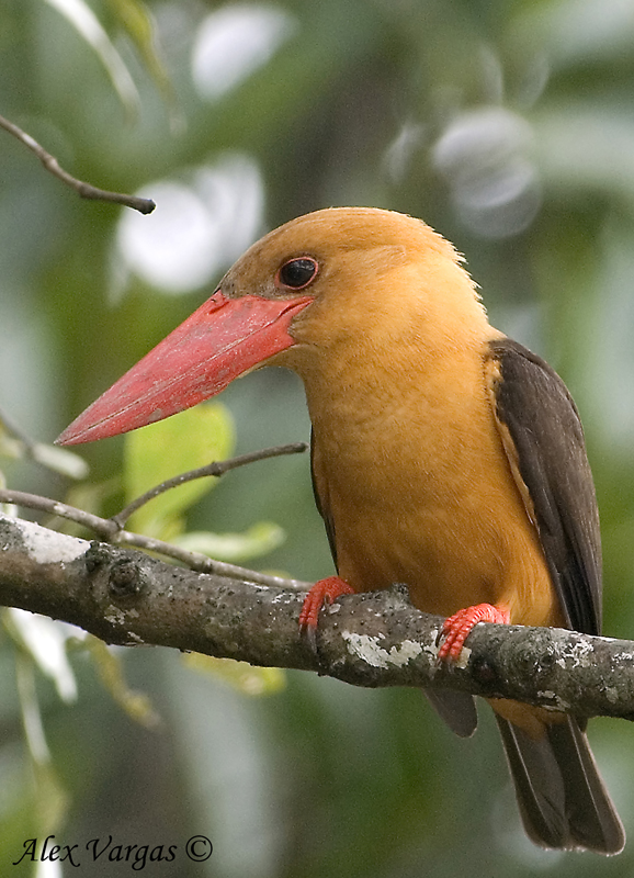 Brown-winged Kingfisher - 2009 - 2