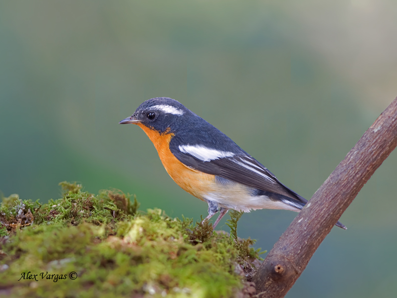 Mugimaki Flycatcher - on the rocks