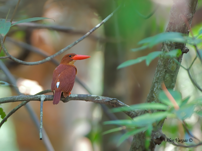 Ruddy Kingfisher