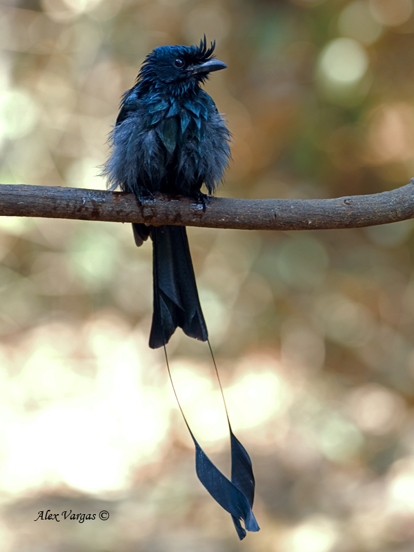 Greater Racket-tailed Drongo - 2011 - adult - wet