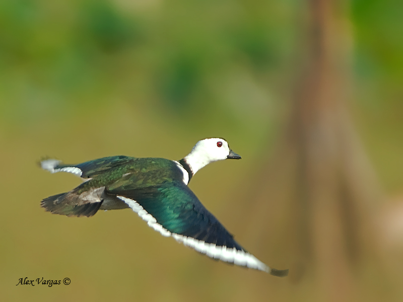 Cotton Pygmy-goose - male - 2011 - flight