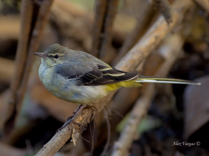 Grey Wagtail - non breed - 2011