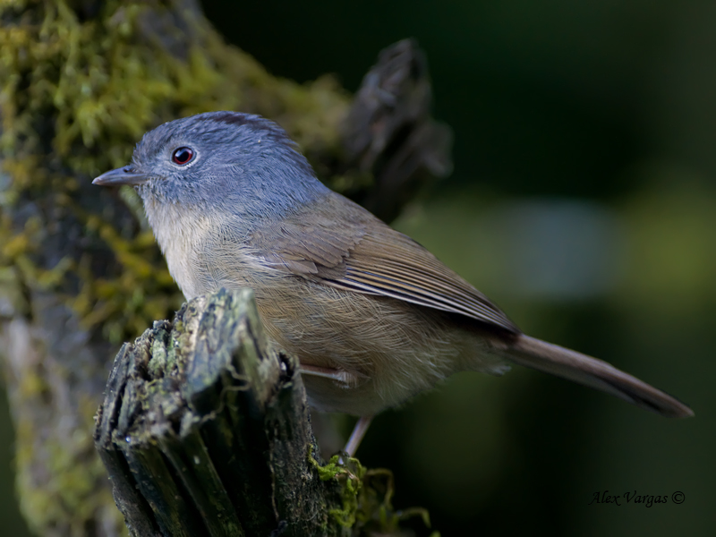 Grey-cheeked Fulvetta - 2011