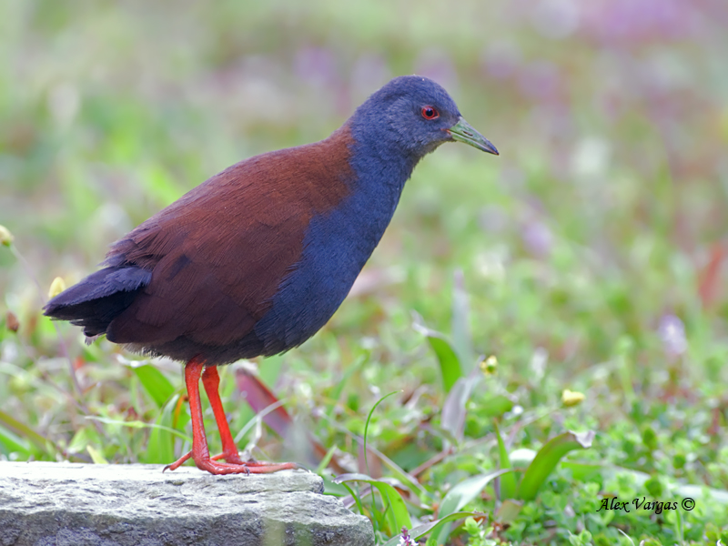 Black-tailed Crake - 2011