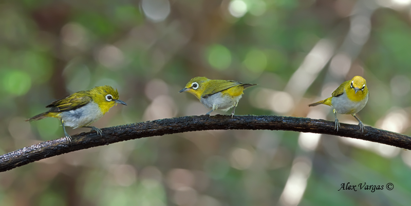 Oriental White-eye - 2011 - 3