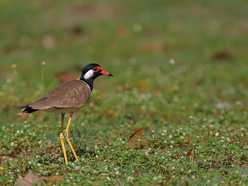 Red-wattled Lapwing - 2011 - 2