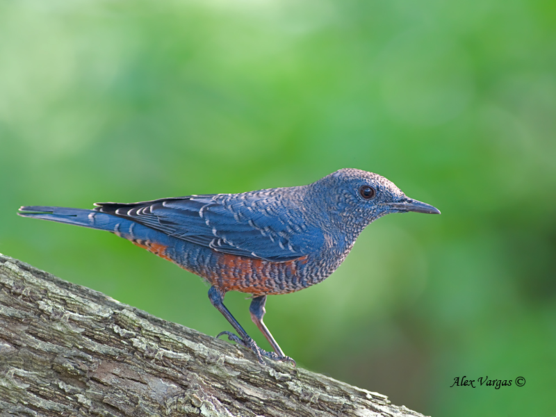 Blue Rock-Thrush - subspecies philippensis -- 2011