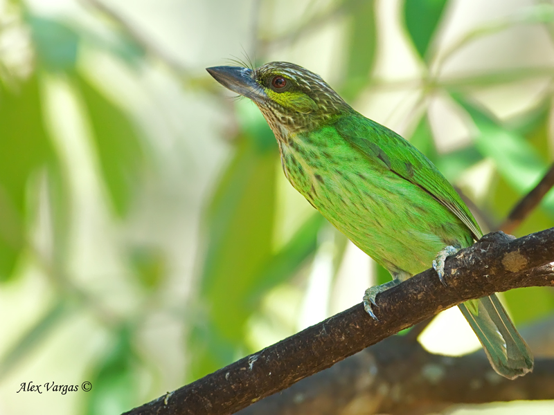 Green-eared Barbet