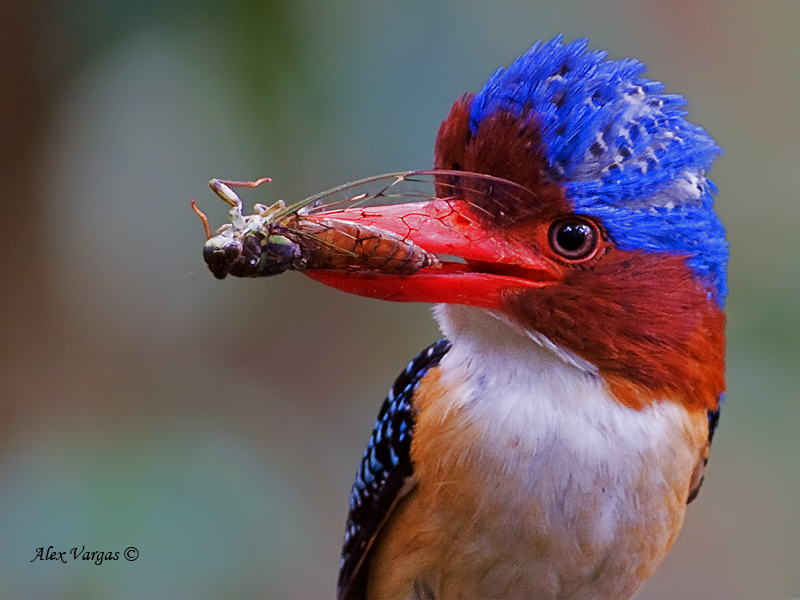 Banded Kingfisher - male - portrait - 2012
