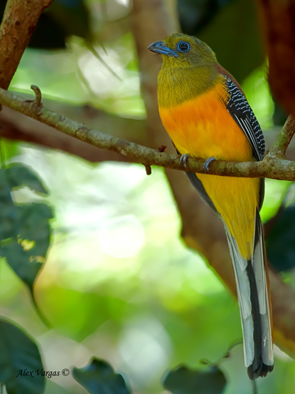 Orange-bellied Trogon - 2012 - 4