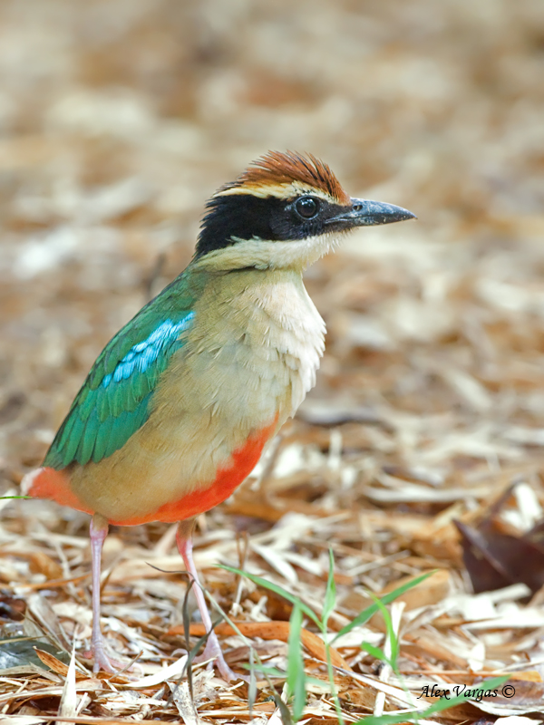 Fairy Pitta - 7