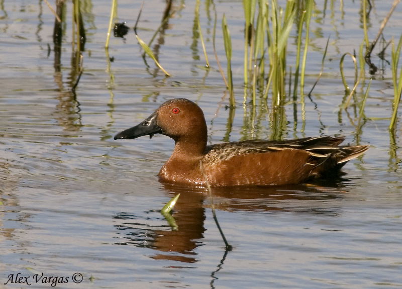 Cinnamon Teal